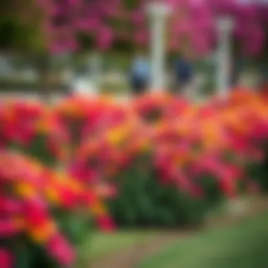Colorful Blossoms in Umm Al Emarat Park A vibrant flower garden within the park, displaying a variety of colorful blossoms